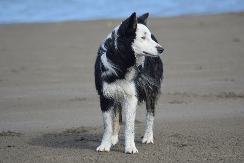 elevage-border-collie-limousin-france2